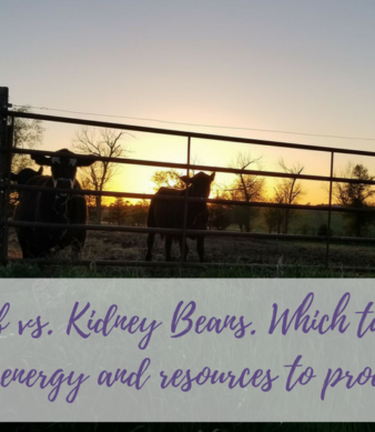 Cattle eating at sunset.